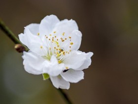 white-flower-g3c041e40c_640.jpg